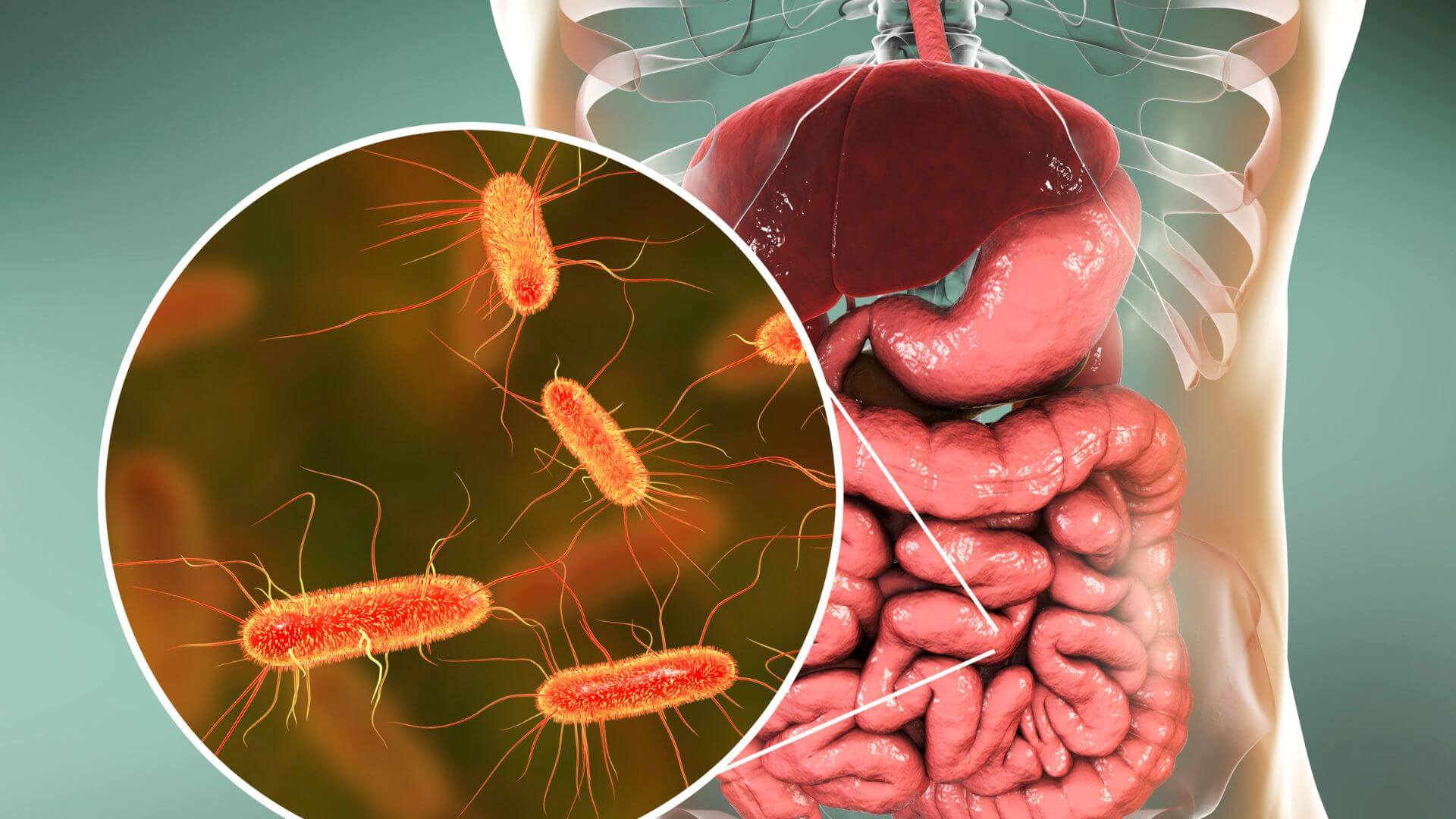 Lidský střevní mikrobiom