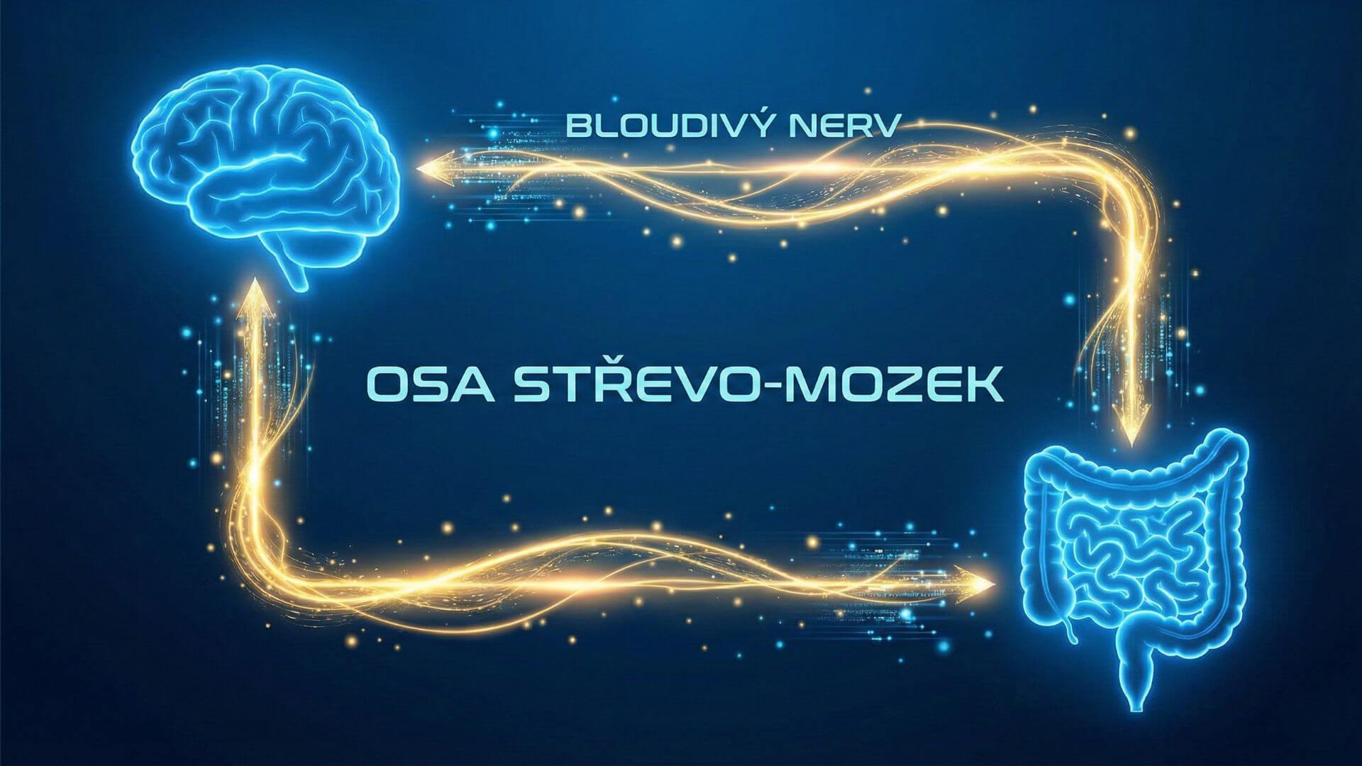 Informační dálnice ve vašem těle. Grafika znázorňuje osu střevo-mozek, kde bloudivý nerv (uprostřed) funguje jako hlavní kabel. Přenáší zprávy o stavu vaší imunity a mikrobiomu ze střev přímo do centra dění v mozku.